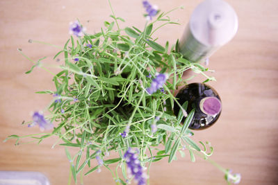 Close-up of flowers