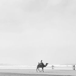 Silhouette people riding horse on beach against sky