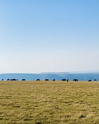 Scenic view of field against clear sky