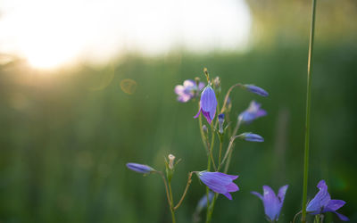 Close-up of purple flowers blooming outdoors