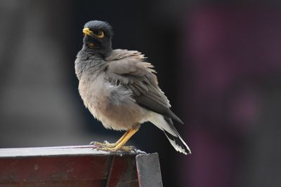 Close-up of bird perching on wood