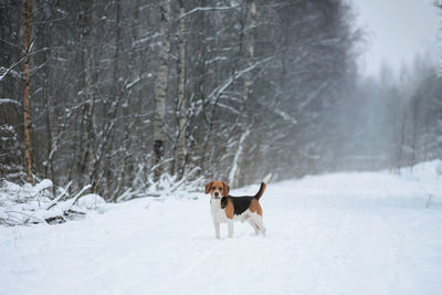 Dog standing on snow covered land