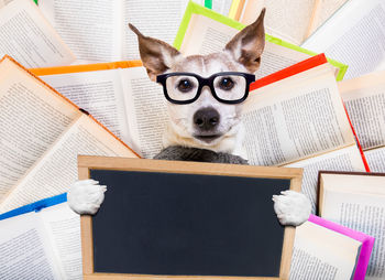 Portrait of dog on book