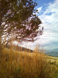 Trees growing on grassy field