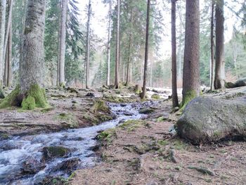 Stream amidst trees in forest