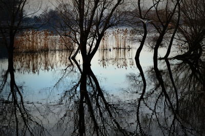 Silhouette trees by lake against sky at sunset