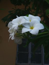 Close-up of white flowers blooming outdoors