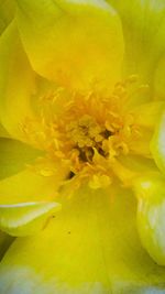 Macro shot of yellow flower