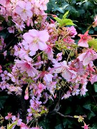 Close-up of bee on pink flower tree