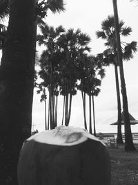 Palm trees on field against sky