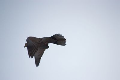 Low angle view of eagle flying against clear sky