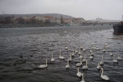 Seagulls floating on water