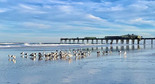 Seagulls on beach against sky