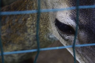 Close-up of a horse