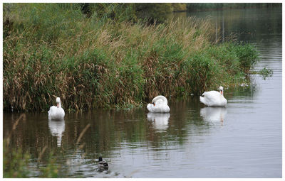 Swans swimming in lake