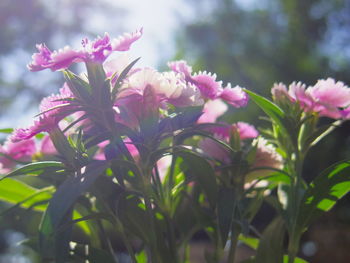 Close-up of pink flowering plant