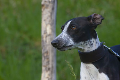 Close-up of dog