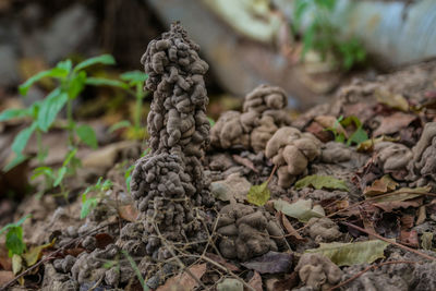 Close-up of plants