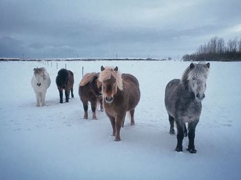 Horses standing on snow covered field