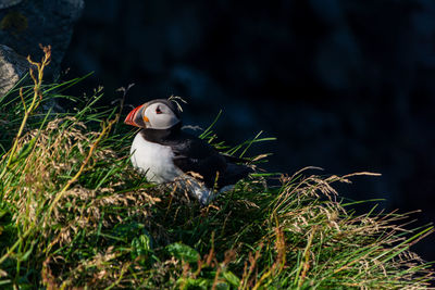 Puffin in bushes that are on a cliff