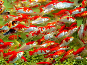 Close-up of koi carps swimming in water