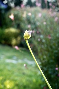 Close-up of flowering plant