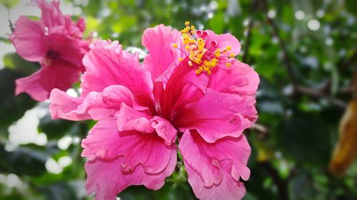 Close-up of pink flowers