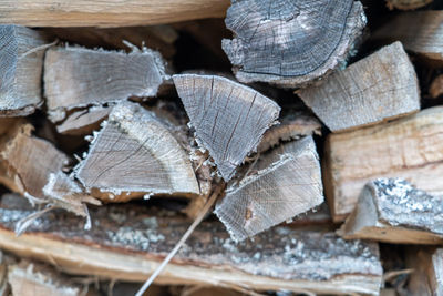 Stack of logs in forest