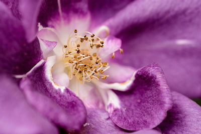 Macro shot of pink flower