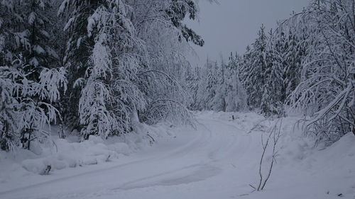 Snow covered land and trees against sky