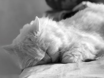 Close-up of cat sleeping on bed