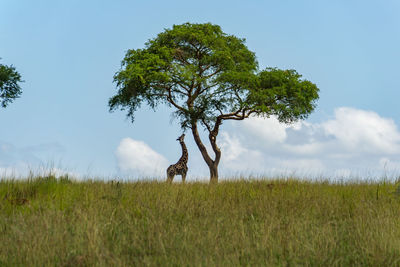 Giraffe picking leafs from a tree in murchison falls national park