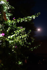 Low angle view of flowering plants against sky at night