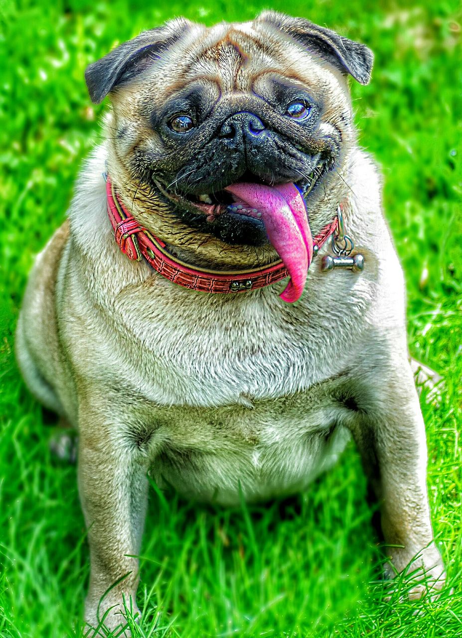 animal themes, one animal, grass, focus on foreground, close-up, field, domestic animals, animal head, portrait, dog, mouth open, grassy, mammal, looking at camera, green color, day, outdoors, animal body part, no people, animals in the wild