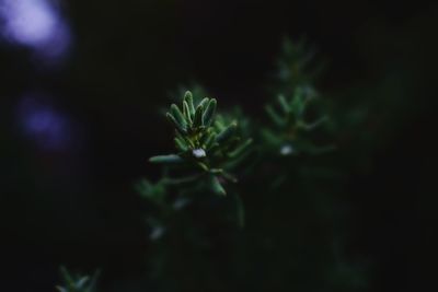 Close-up of plant at night
