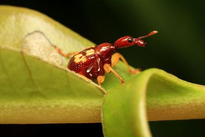 Close-up of insect on leaf