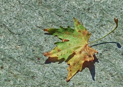 High angle view of maple leaf on water