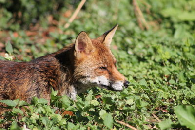 Close-up of fox on field