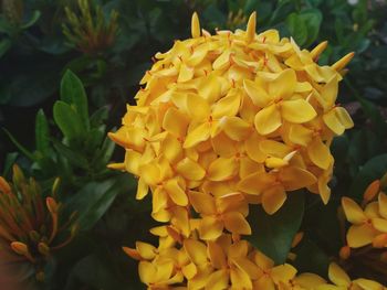 Close-up of yellow flowering plant