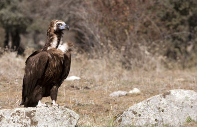 Bird standing on rock