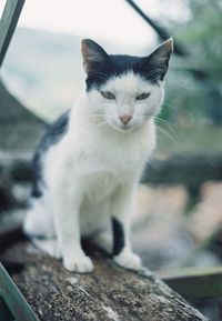 Portrait of cat sitting outdoors