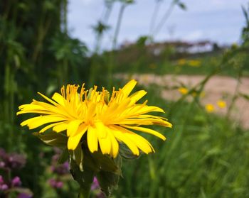 Close-up of yellow flower