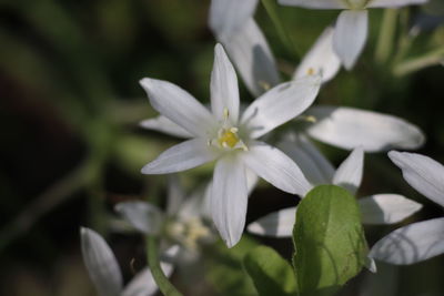 Close-up of white flowering plant