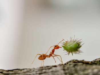 Close-up of ant on flower