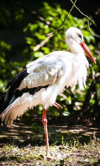 Close-up of bird perching on a land
