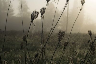 Close-up of plants growing on field against sky