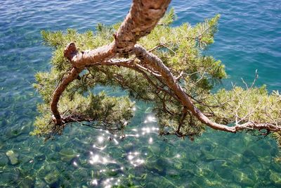 Reflection of trees in water