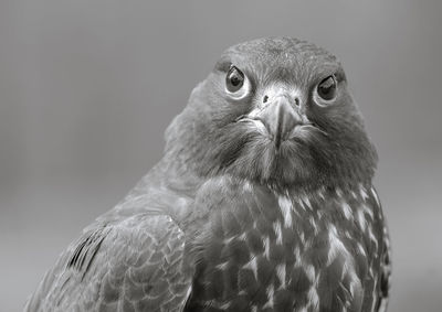 Close-up portrait of a gyrfalcon