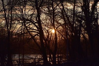 Silhouette bare trees in forest during sunset