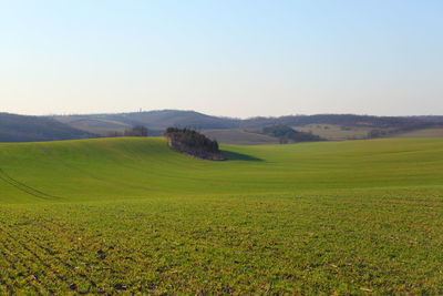 Scenic view of grassy field against clear sky